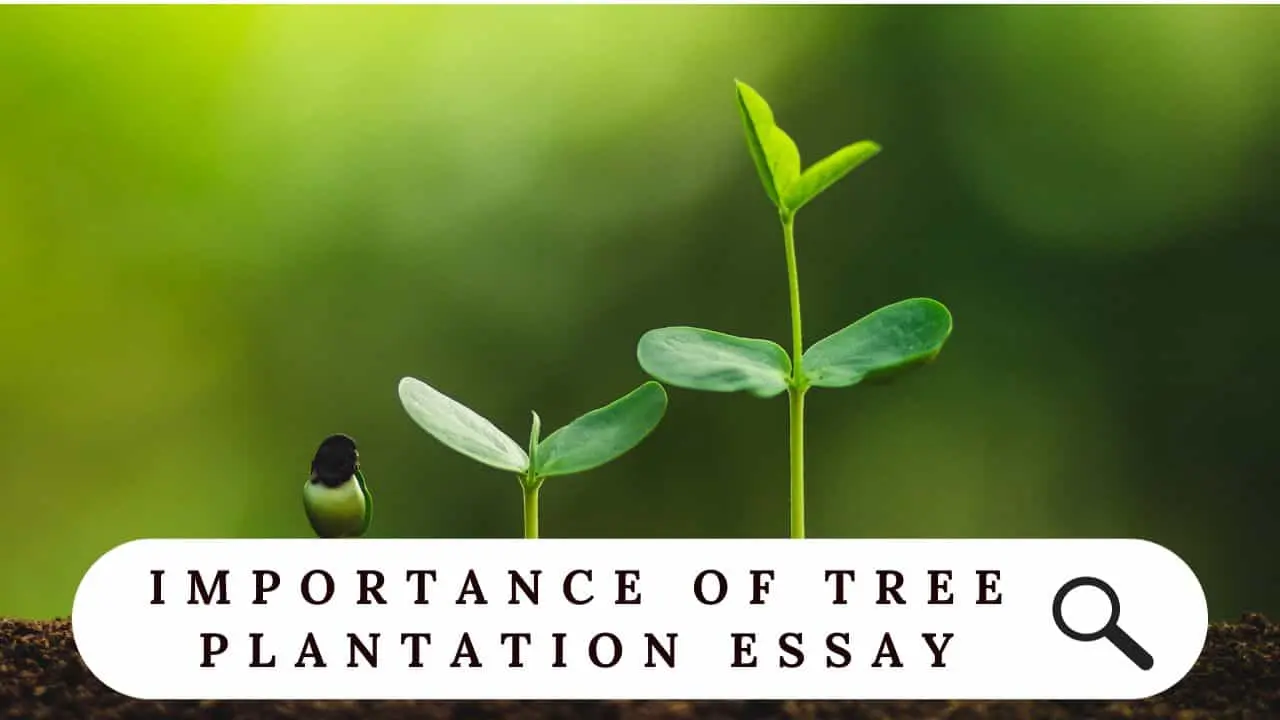 Importance of Tree Plantation Essay